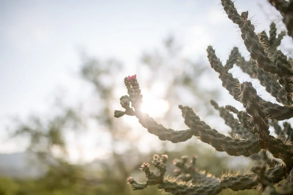 close view of cacti