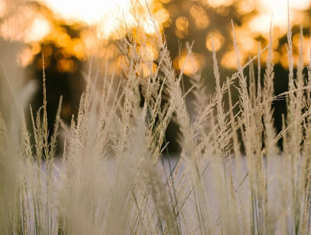 wheat stems