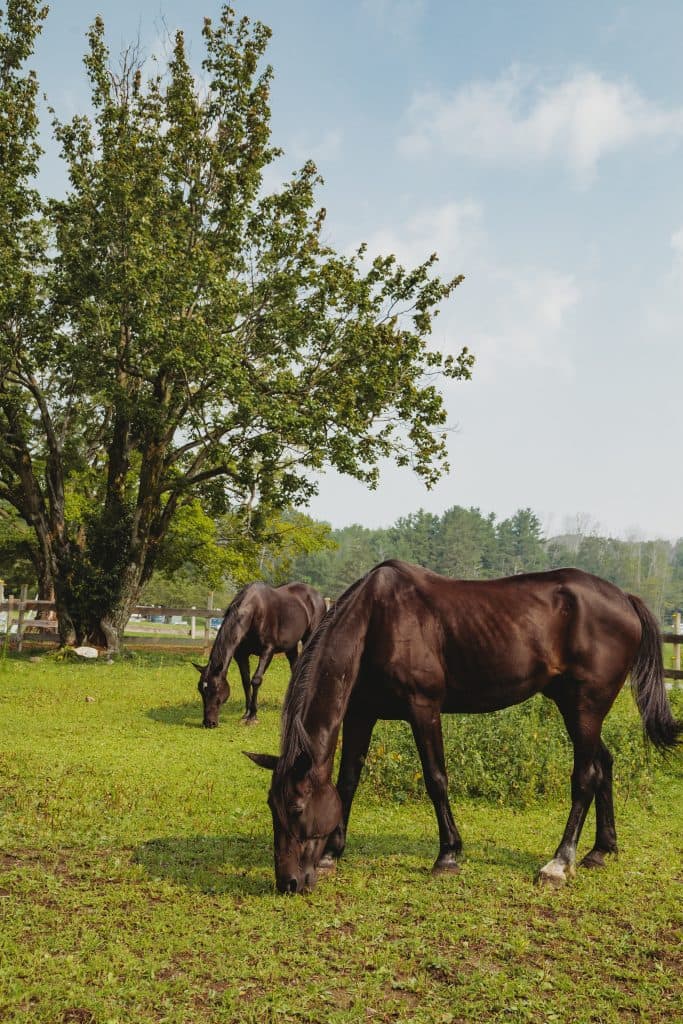 black horses on meadow