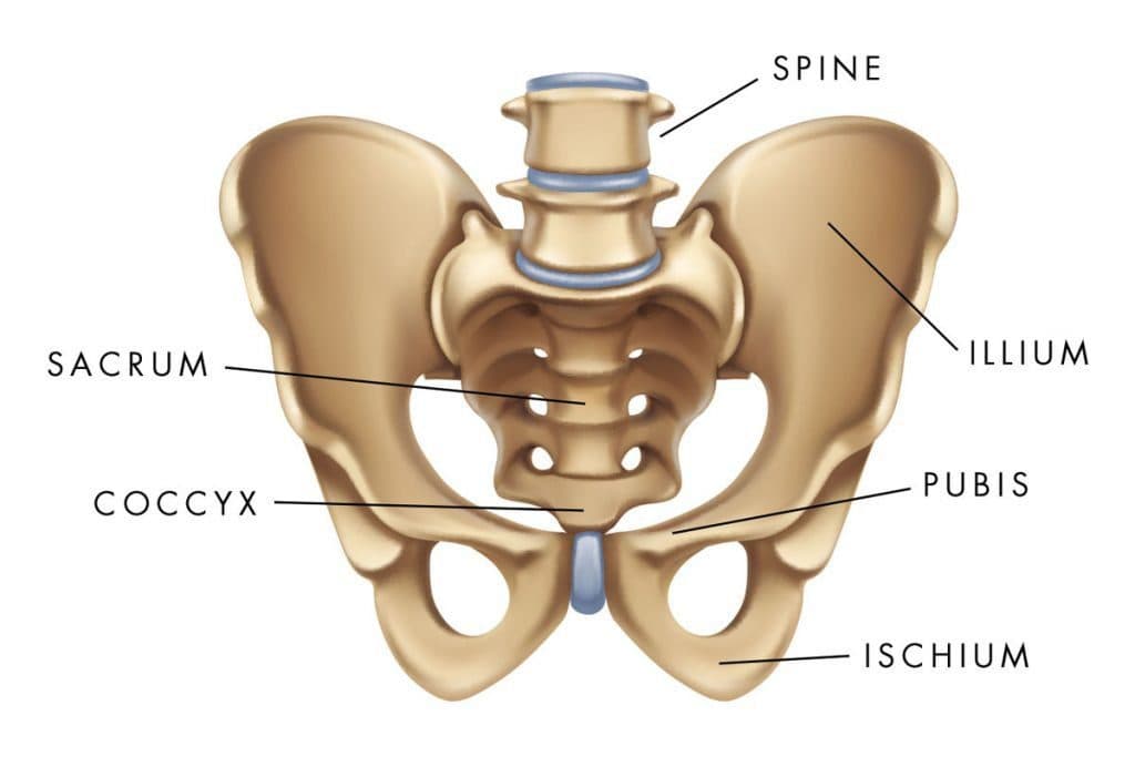 Pelvic Bones graphic